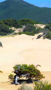 arbus_dune-di-piscinas