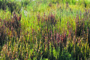 salicornia