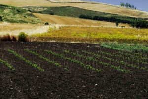 colori-sulle-colline-di-sardegna